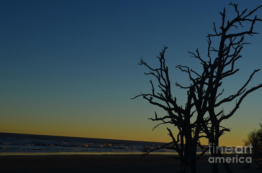 Tree Photograph - Edisto Island Boneyard Beach by Randy Edwards