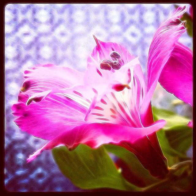 Flower Photograph - #edit2 #tangledfx #flowers #flower by Mike Valentine