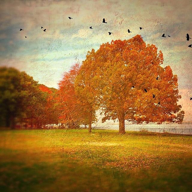 Tree Photograph - Edited W/#snapseed And #distressedfx by Jan Pan