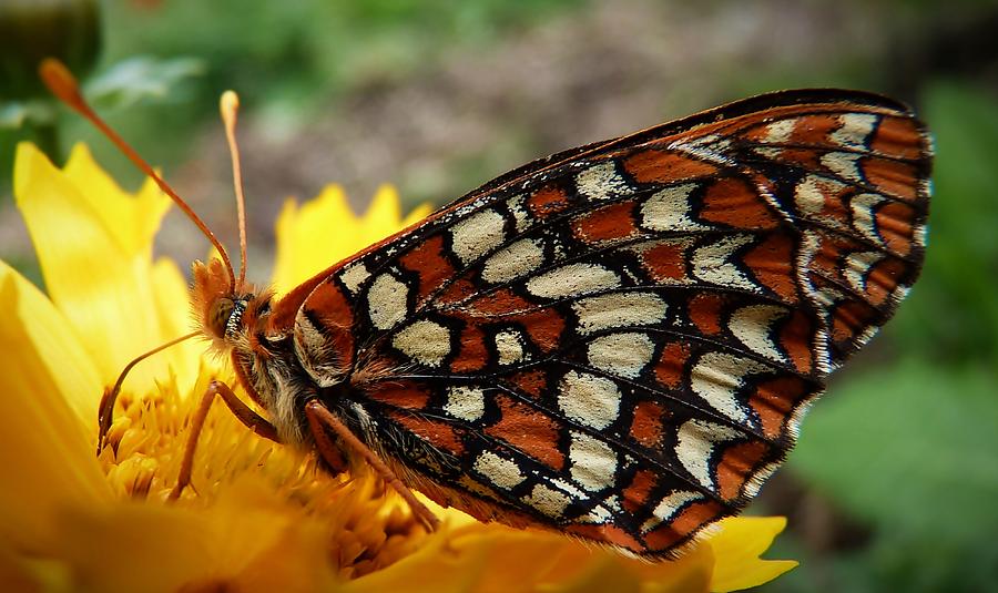 Butterfly Photograph - Edith Checkerspot by Julia Hassett