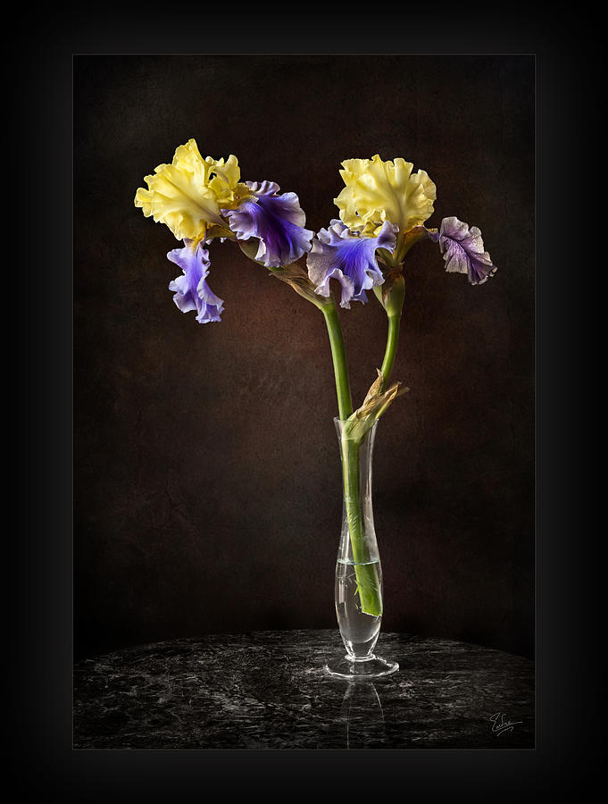 Edith Wollford Iris In Vase Photograph by Endre Balogh