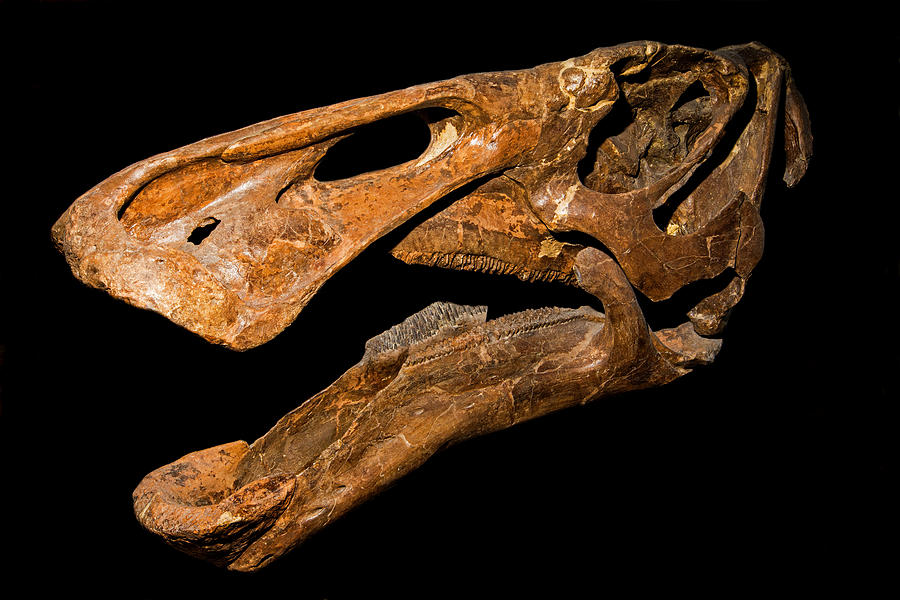 Edmontosaurus Skull Fossil Photograph by Millard H. Sharp