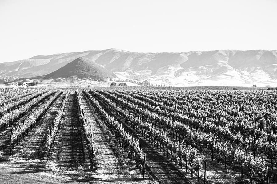 Edna Valley Vineyard In Black And White Photograph by Priya Ghose