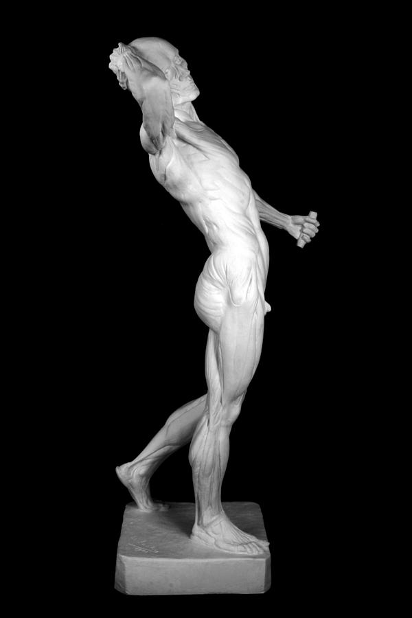 Anatomy Sculpture - Edouard Lanteri Anatomy 3 by Andrea Felice