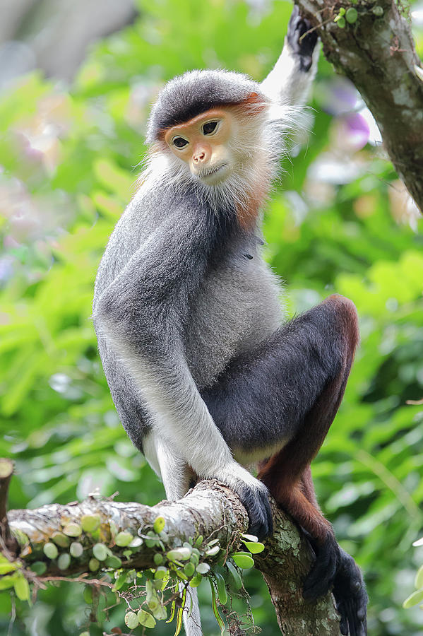 Eed-shanked Douc Langur Photograph by Shirley Ng
