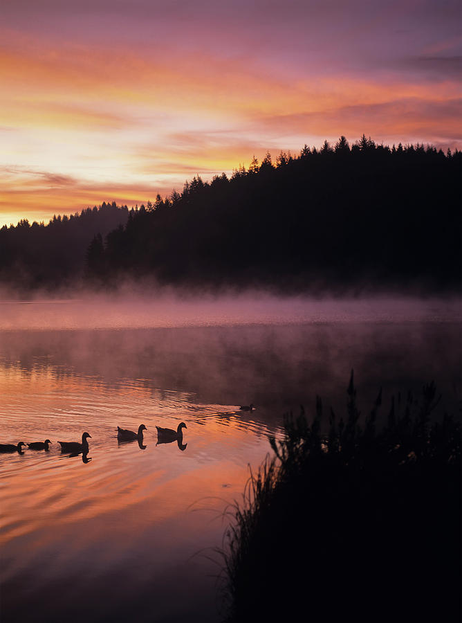 Duck Photograph - Eel Lake Reflects The Dawn Sky by Robert L. Potts