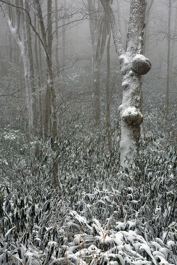 Eerie Forest Winter Photograph by John Haldane
