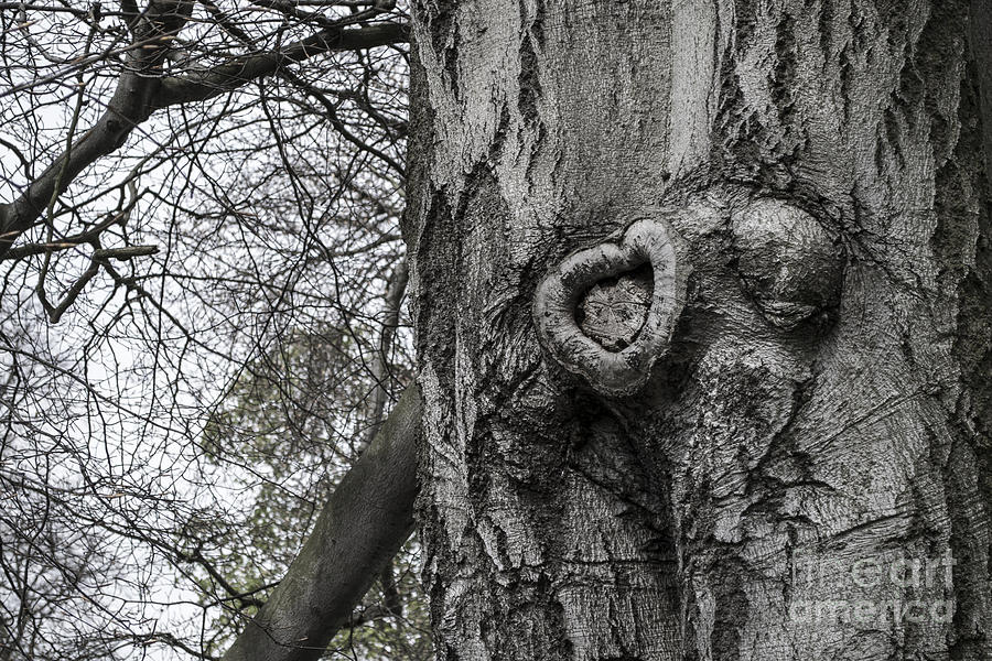 Download Eerie heart shape in old tree Photograph by Stuart Renneberg