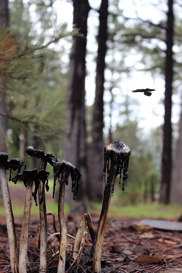Eerie Mushrooms Photograph by Kume Bryant