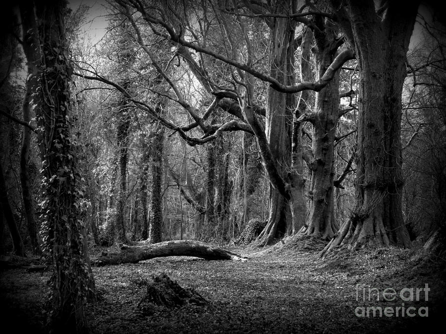 Tree Photograph - Eerie Woods by Frances Hodgkins