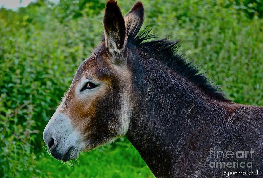 Donkey Photograph - Eeyor the Donkey by Kimberly McDonell