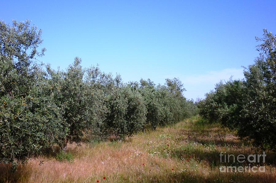 Turkey Photograph - Efeso Olive Grove by Ted Pollard