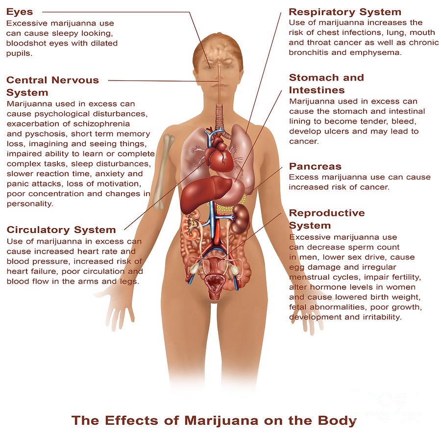 Effects Of Marijuana Use Photograph by Gwen Shockey