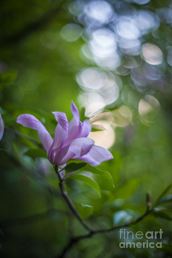 Effervescent Magnolia Photograph