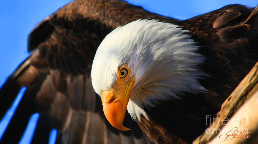 Egal Eagle Photograph by Jason Mathias