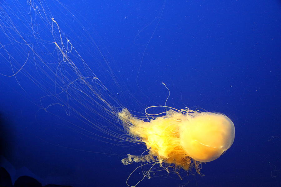 Egg - Yolk Jellyfish Photograph by Christiane Schulze Art And Photography