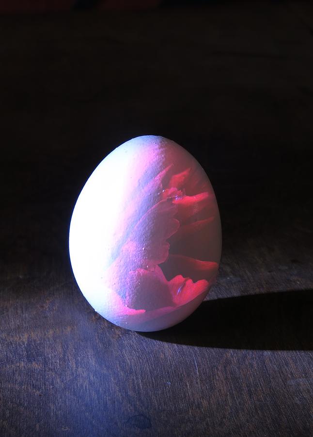 Egg Aglow Photograph by Tim Beebe