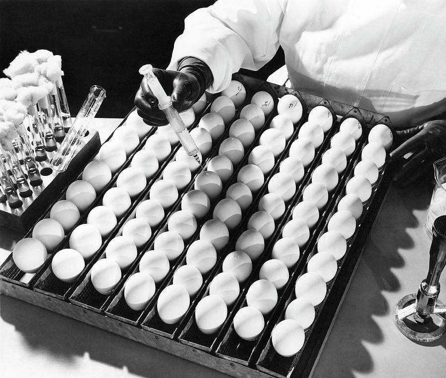 Egg-based Virus Research Photograph by Rocky Mountain ...