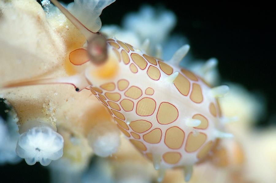 Egg Cowry Photograph by Scubazoo/science Photo Library