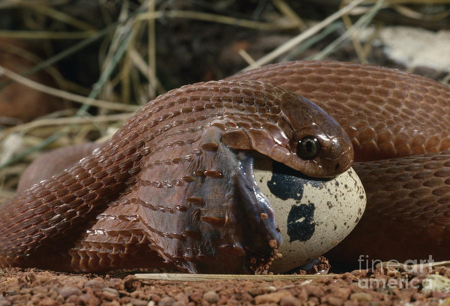 Egg-eating Snake Photograph by Daniel Heuclin