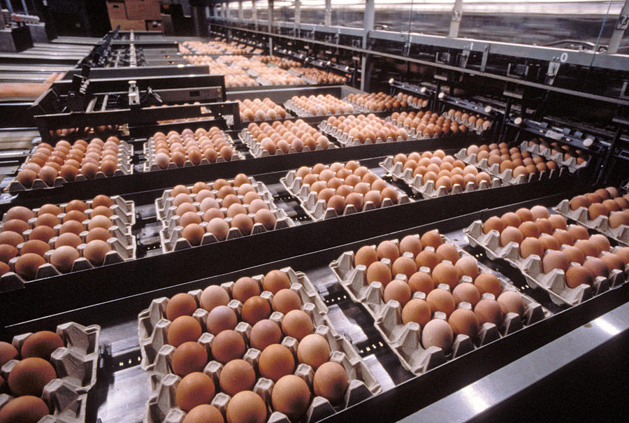 Egg Factory Photograph by Jean-Michel Labat