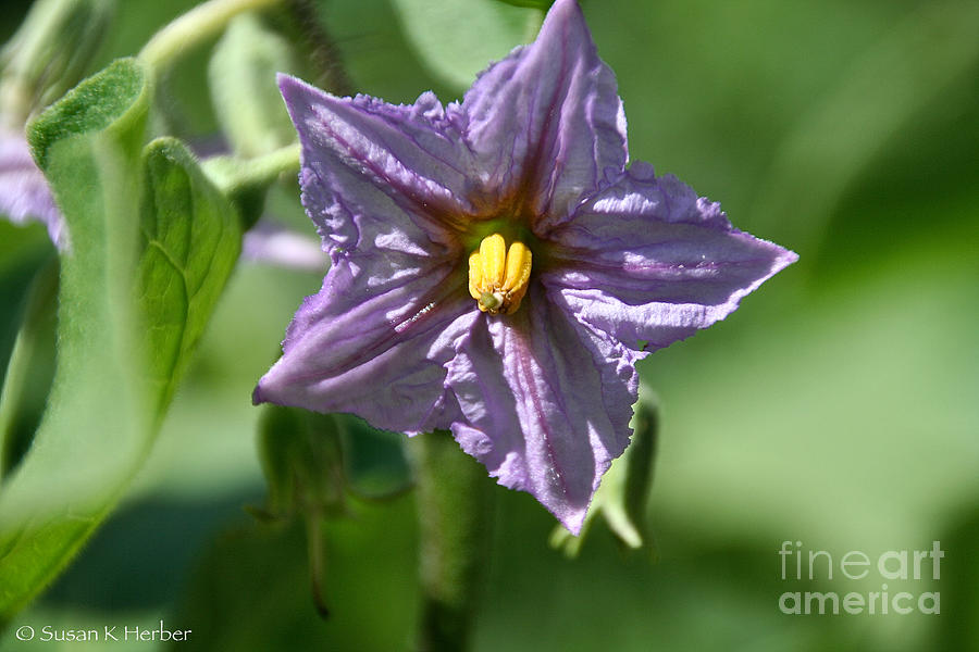 Egg Plant Blossom Photograph by Susan Herber