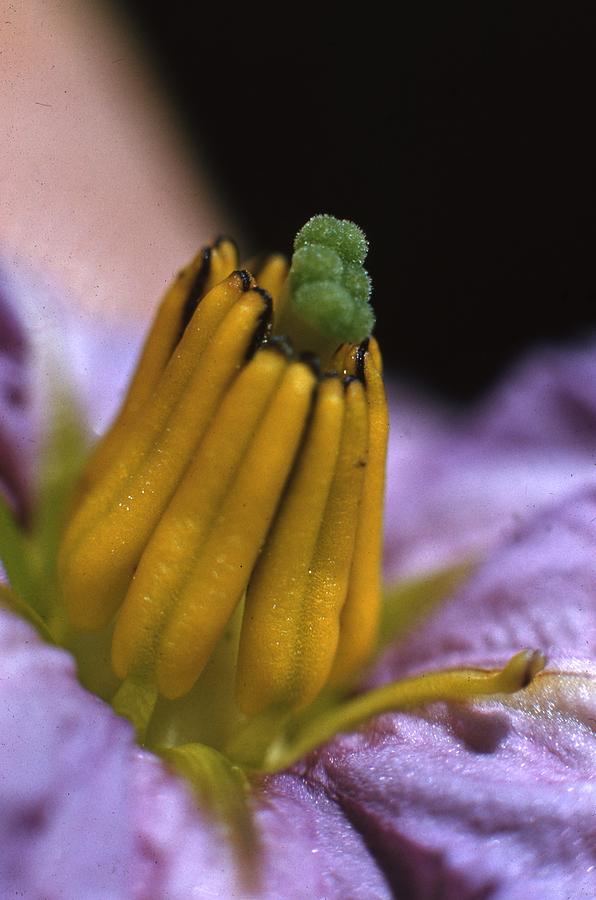 Egg Plant Flower Photograph by Retro Images Archive