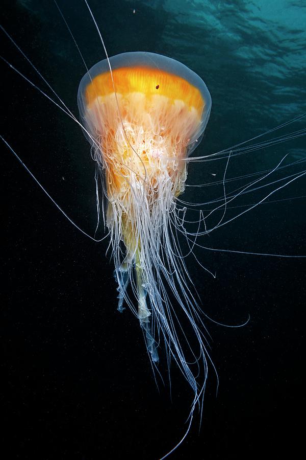 Egg-yolk Jellyfish Photograph by Alexander Semenov/science Photo Library