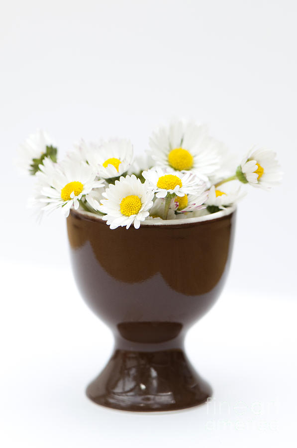 Daisy Photograph - Eggcup Daisies by Anne Gilbert