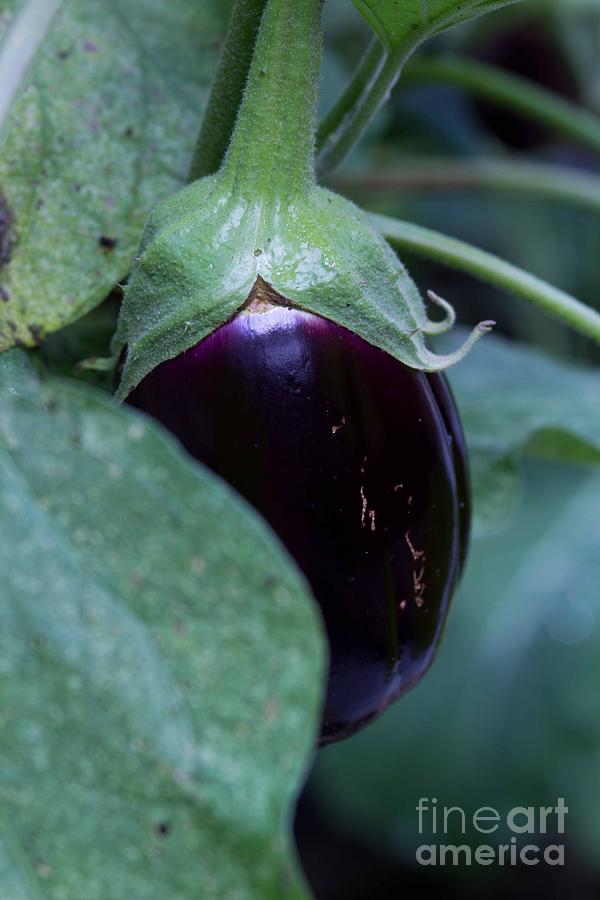 Eggplant Photograph by Sandra Clark