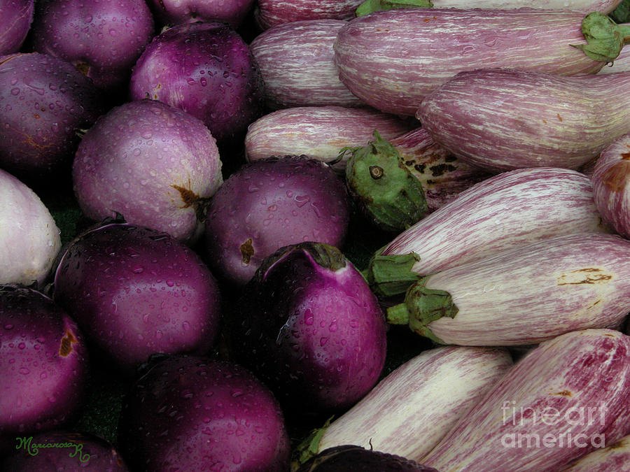 Eggplants Photograph by Mariarosa Rockefeller