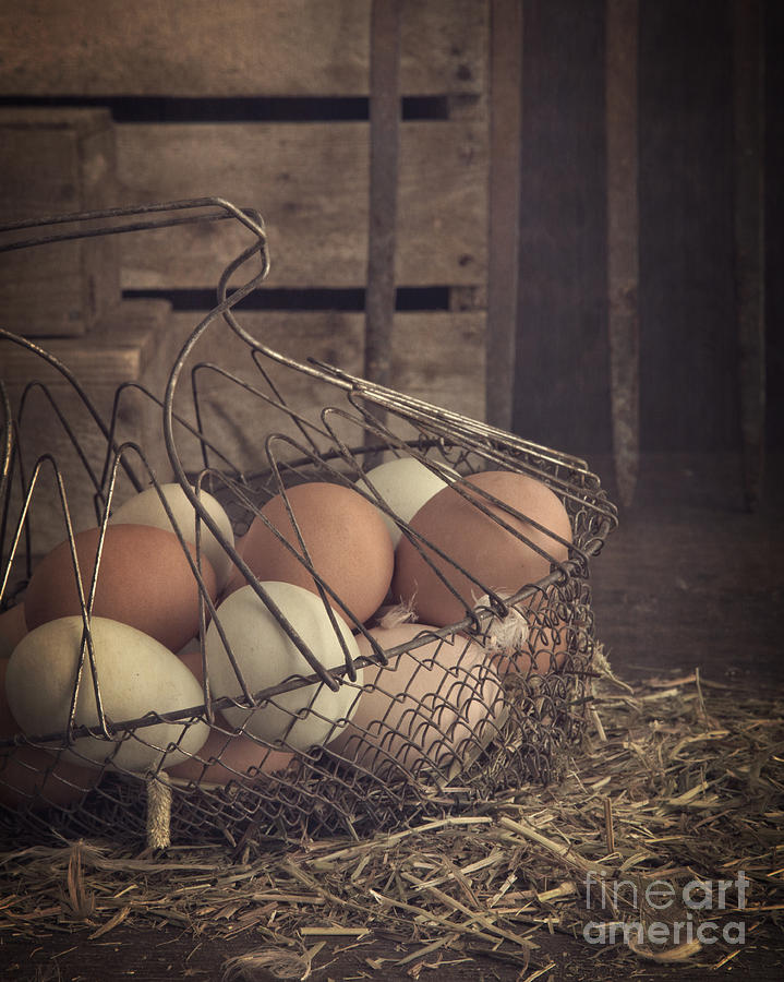 Eggs in vintage wire egg basket Photograph by Edward Fielding