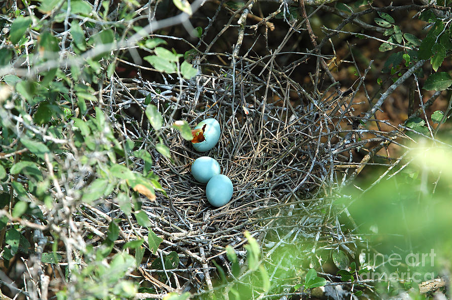 Eggs Of Reddish Egret Showing Predation Photograph by Gregory G. Dimijian