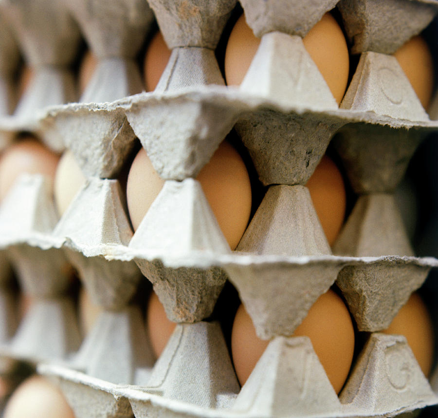 Eggs Photograph by Ton Kinsbergen/science Photo Library