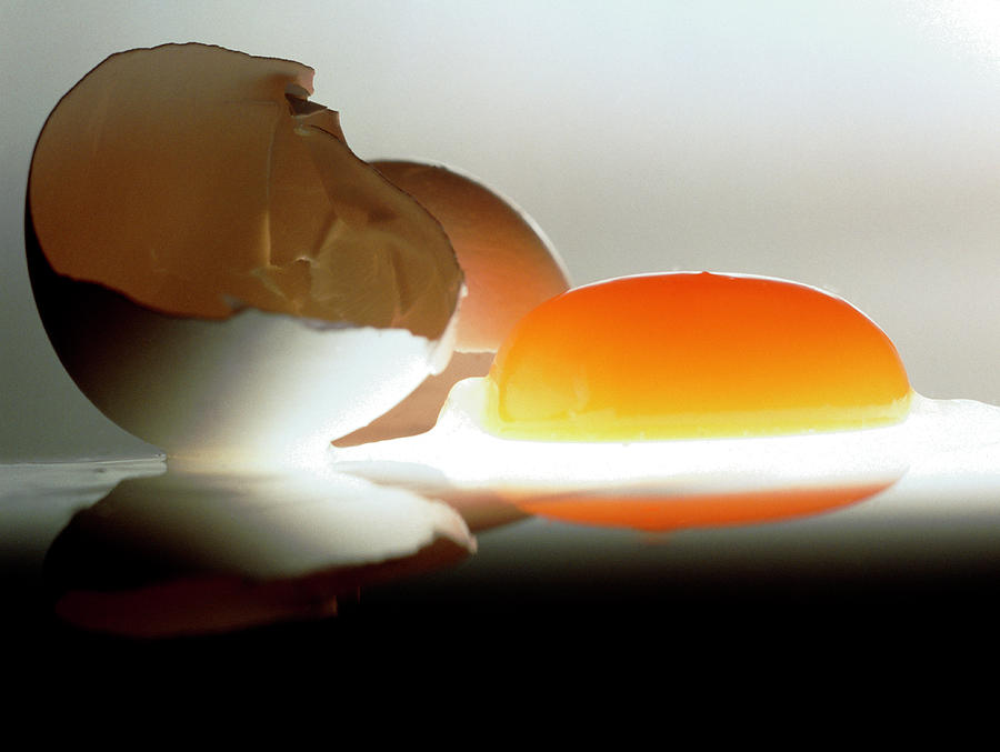 Eggyolk & Broken Shell Photograph by Oscar Burriel/science Photo ...