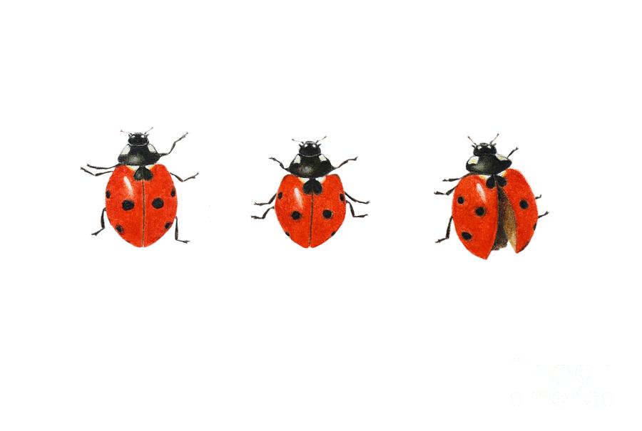 3 Painting - Three ladybirds by Ele Grafton