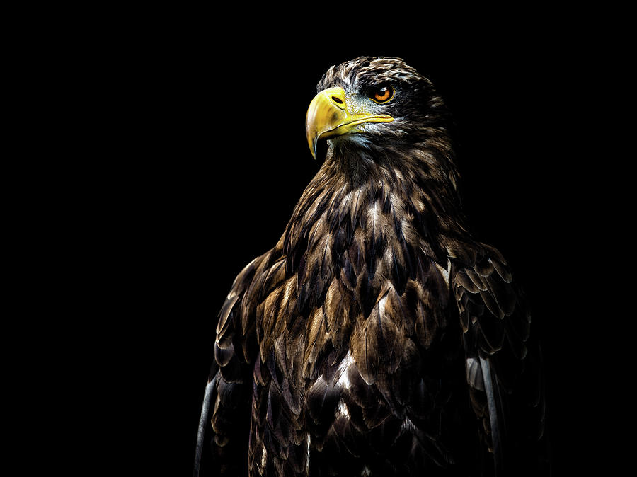 Eagle Photograph - Ego by Christian Lechtenfeld Eagle Photograph - Ego by Christian Lechtenfeld