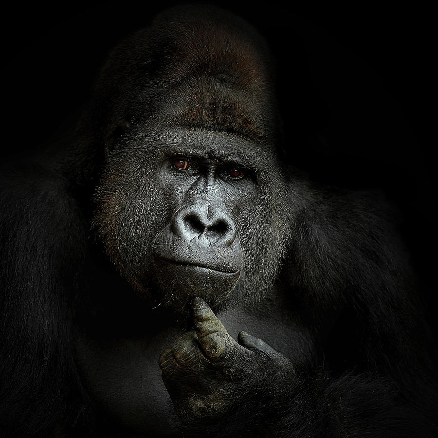 Ape Photograph - Ego Cogito, Ergo Sum by Artistname