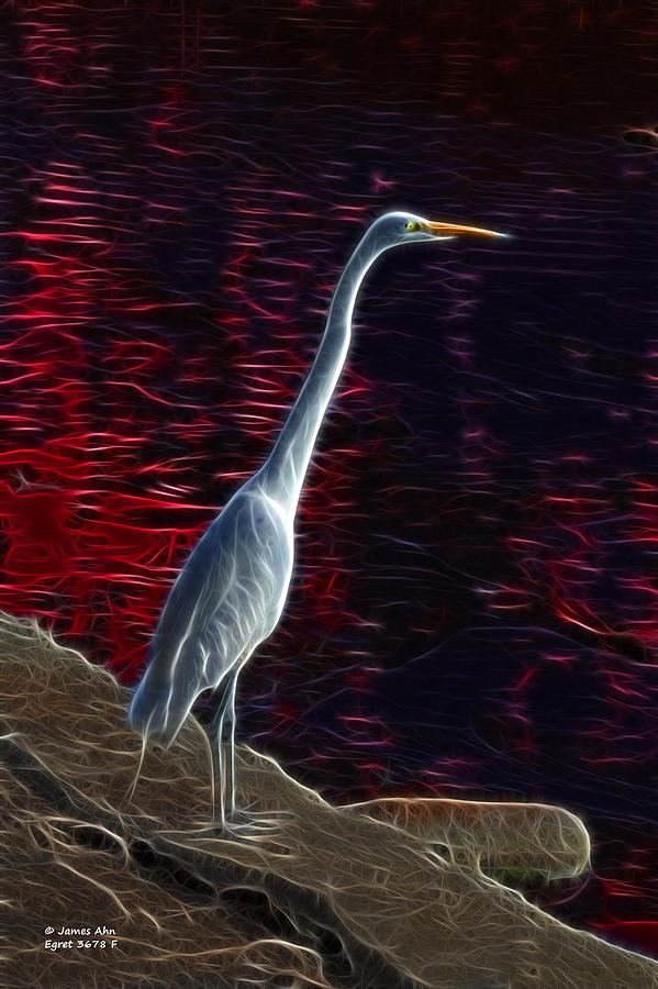 Egret - 3678 F Digital Art by James Ahn