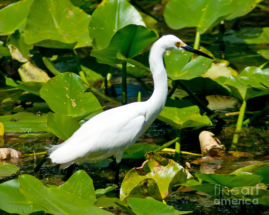 Egret Among the Lily Pads Photograph by Stephen Whalen