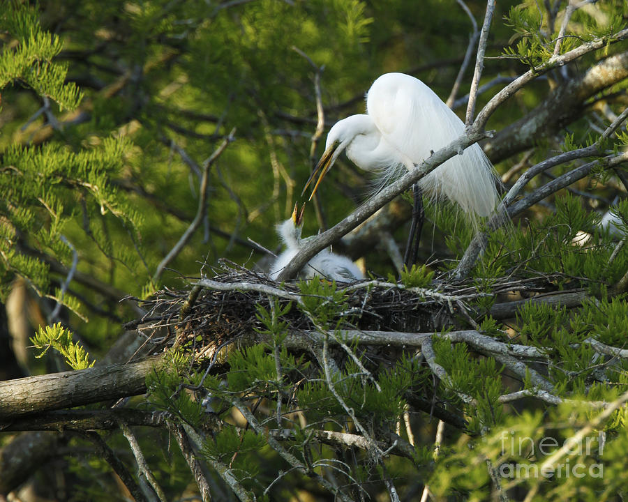 Egret and Baby in Louisiana Swamp Nest Photograph by Luana K Perez