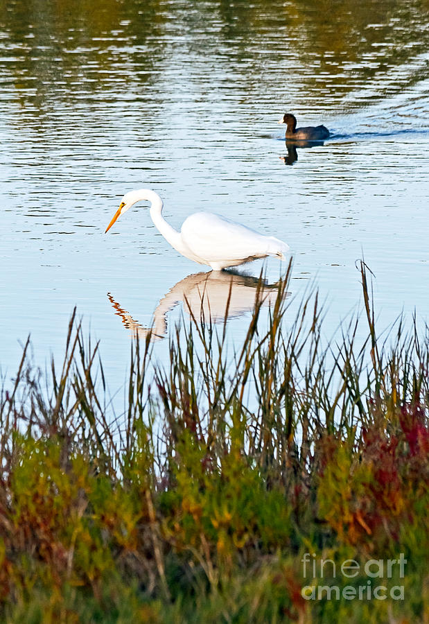 Egret and Coot in Autumn Photograph by Kate Brown