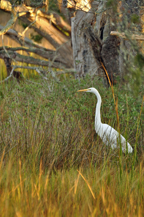 Egret and Deer on Jekyll Island Photograph by Bruce Gourley