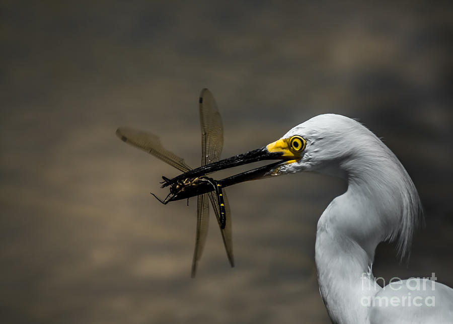 Egret And Dragonfly Photograph by Robert Frederick