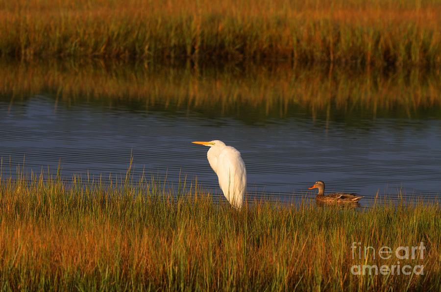 Egret and Duck Photograph by David Bishop