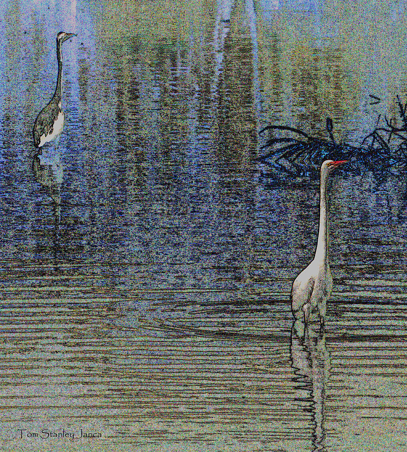 Egret And Heron Watching Photograph by Tom Janca