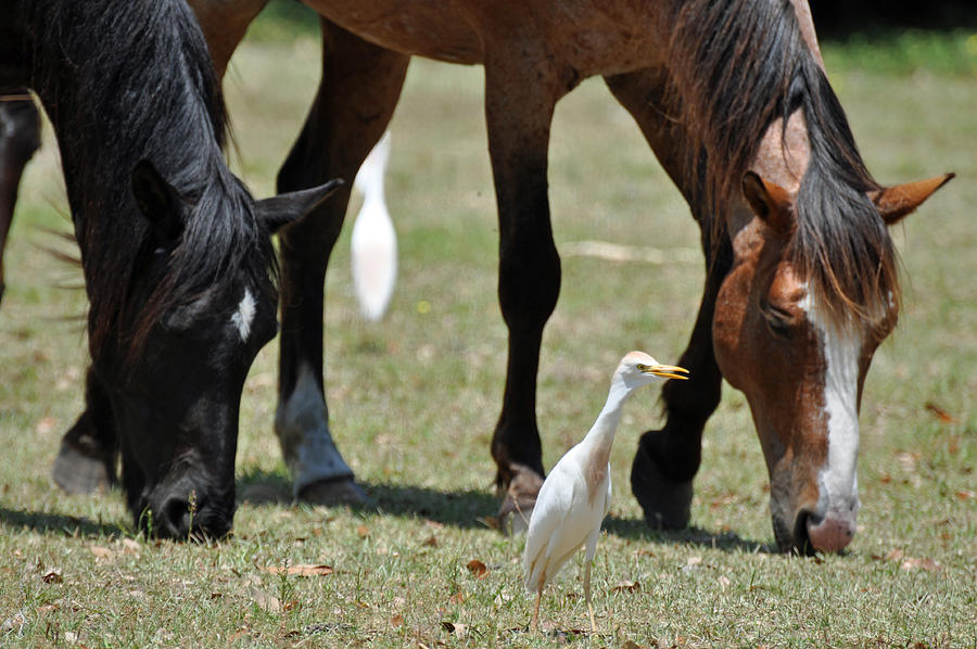 Egret and Horses Cumberland Island Photograph by Bruce Gourley