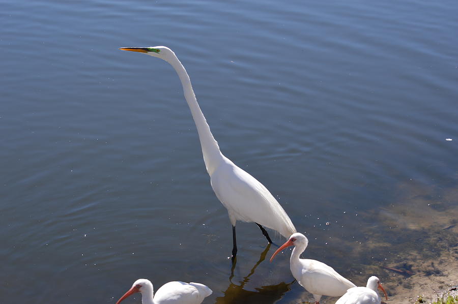 Egret and Ibis Photograph by Linda Kerkau - Fine Art America