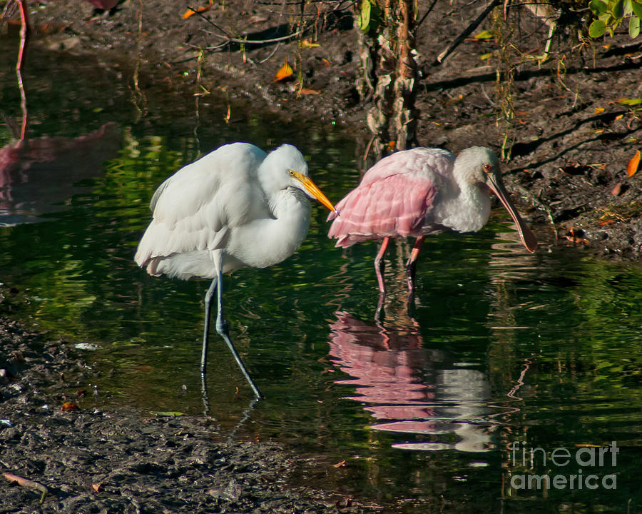 Egret and Pink Spoonbill Photograph by Stephen Whalen