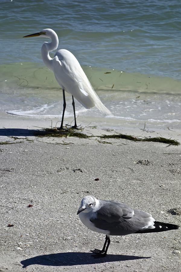 Egret and Seagull Photograph by Joan Reese
